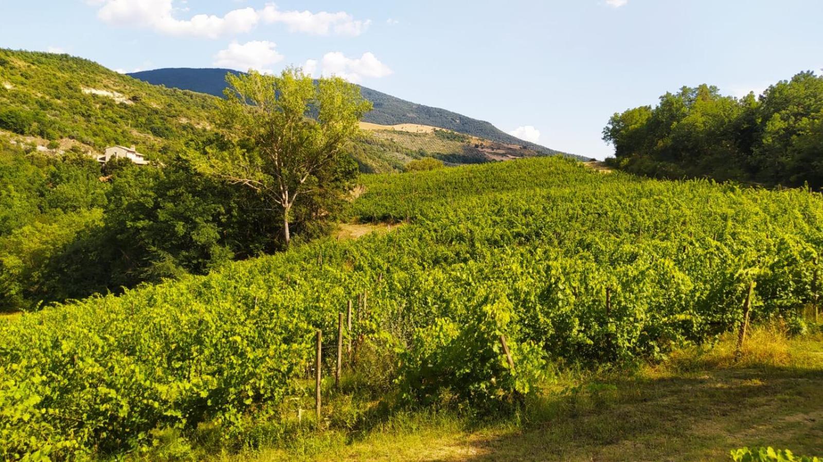 Re Artu Assisi Country Lifestyle Aparthotel Exteriör bild
